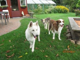 Hunde – 36.jpg